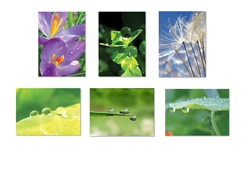 The Poetry of Nature II Greeting Card Collection by The Poetry of Nature
